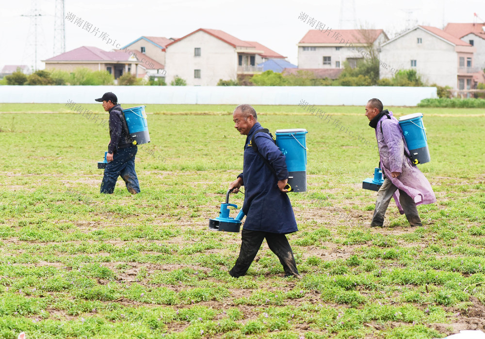农业  药材种植  春雨  元胡  施肥