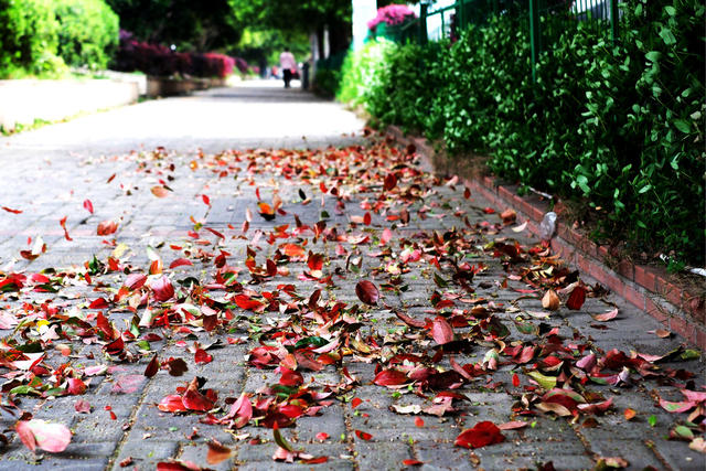 湖南长沙迎来大风降温天气