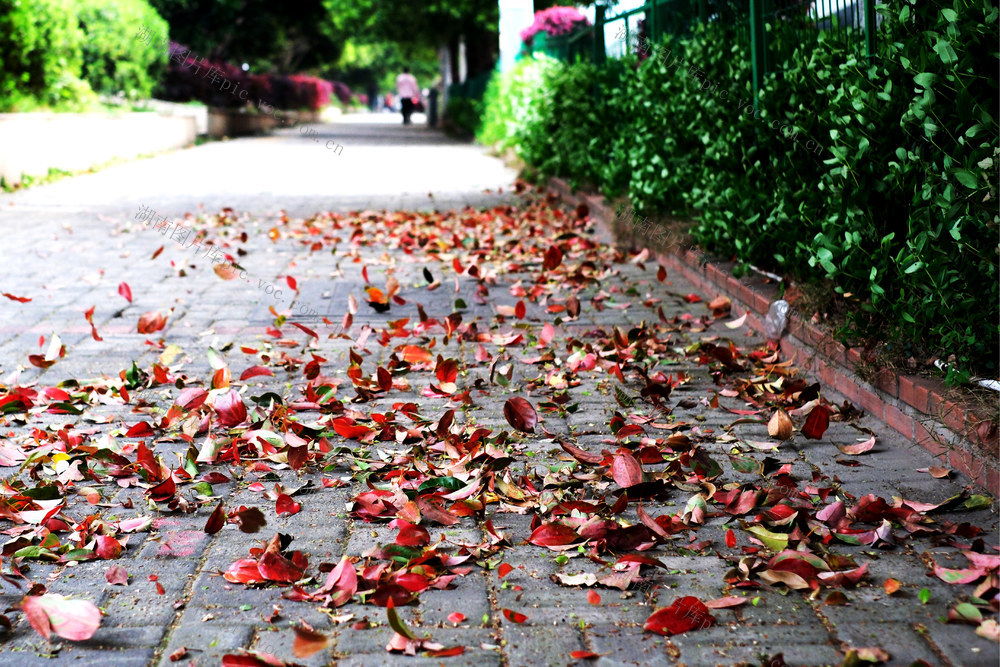 湖南长沙迎来大风降温天气
