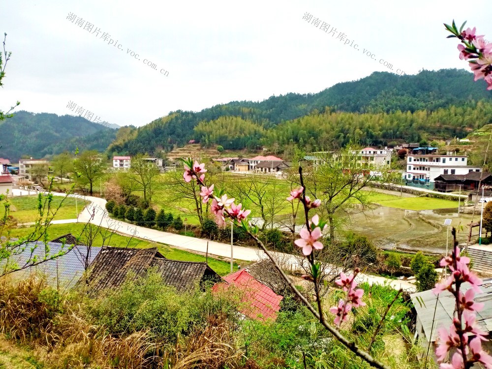 田园 梅花 画卷