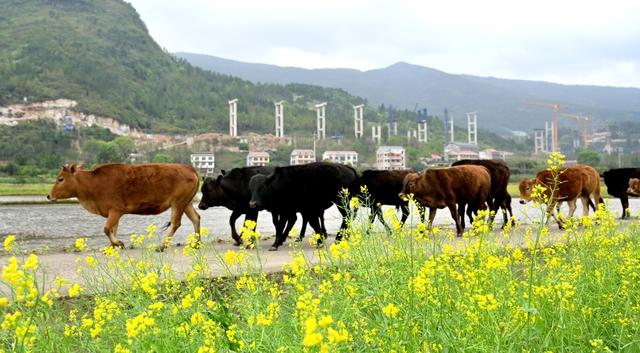 赶着黄牛奔小康