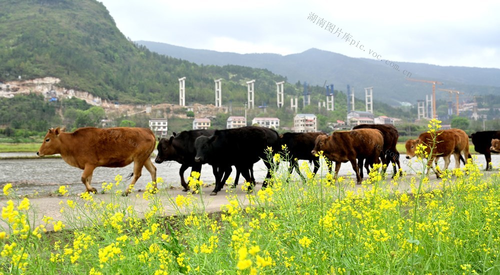 赶着黄牛奔小康