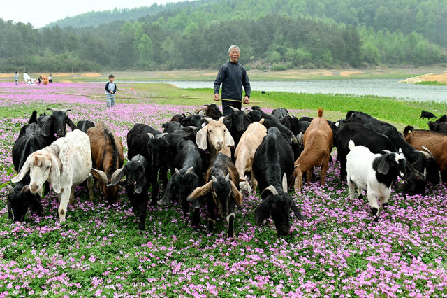 养羊，养殖，产业，生态，增收，放羊，农村，畜牧，农民，花，绿色