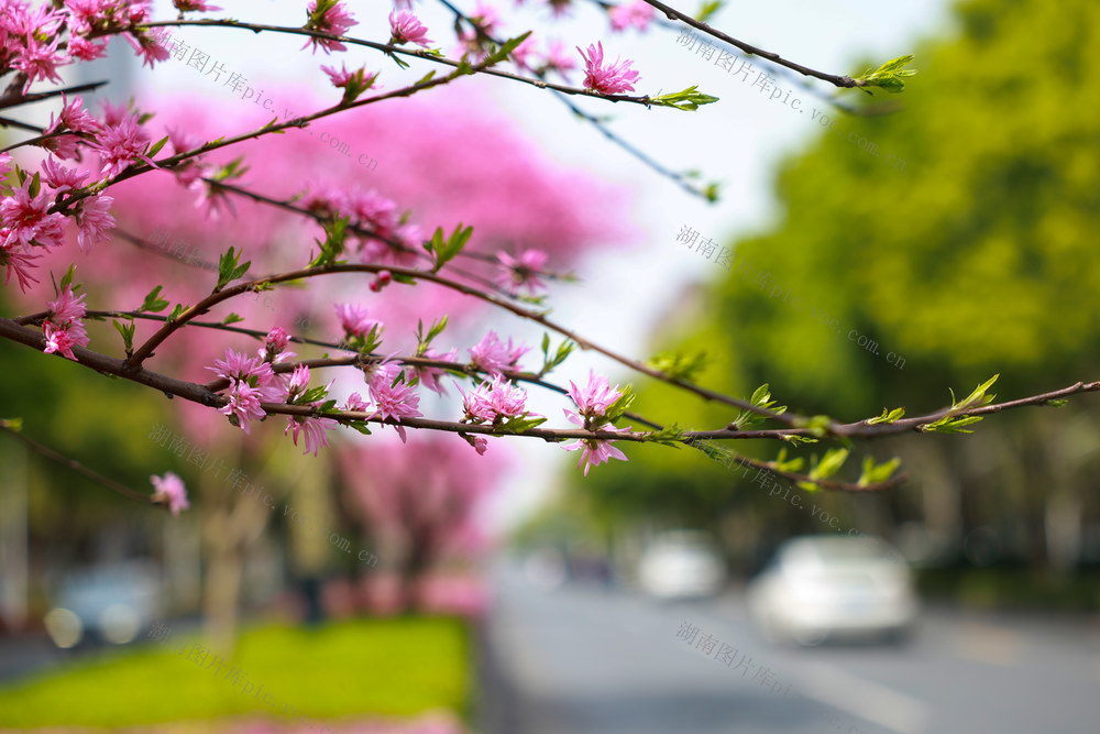 桃花 十里长廊 春意