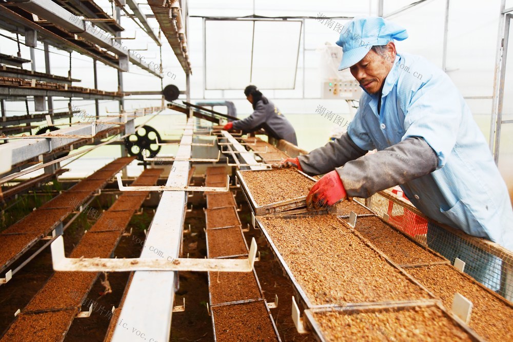 育秧“工厂化”  丰产有保障