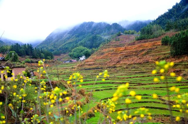 梯田 山 如画