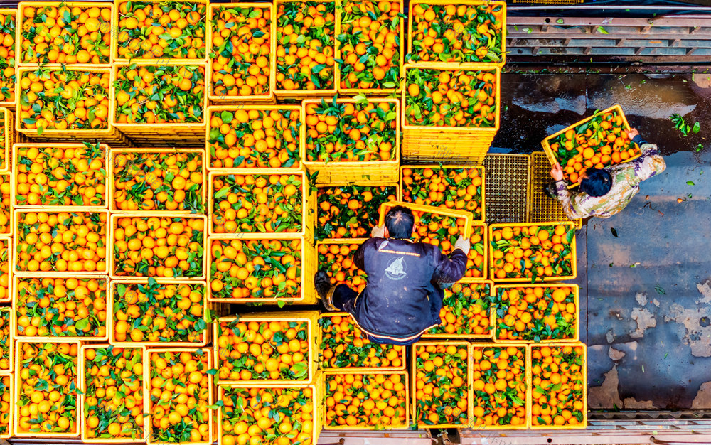 沃柑  丰收  采摘  供应