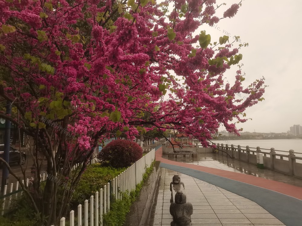 河畔春雨百花鲜