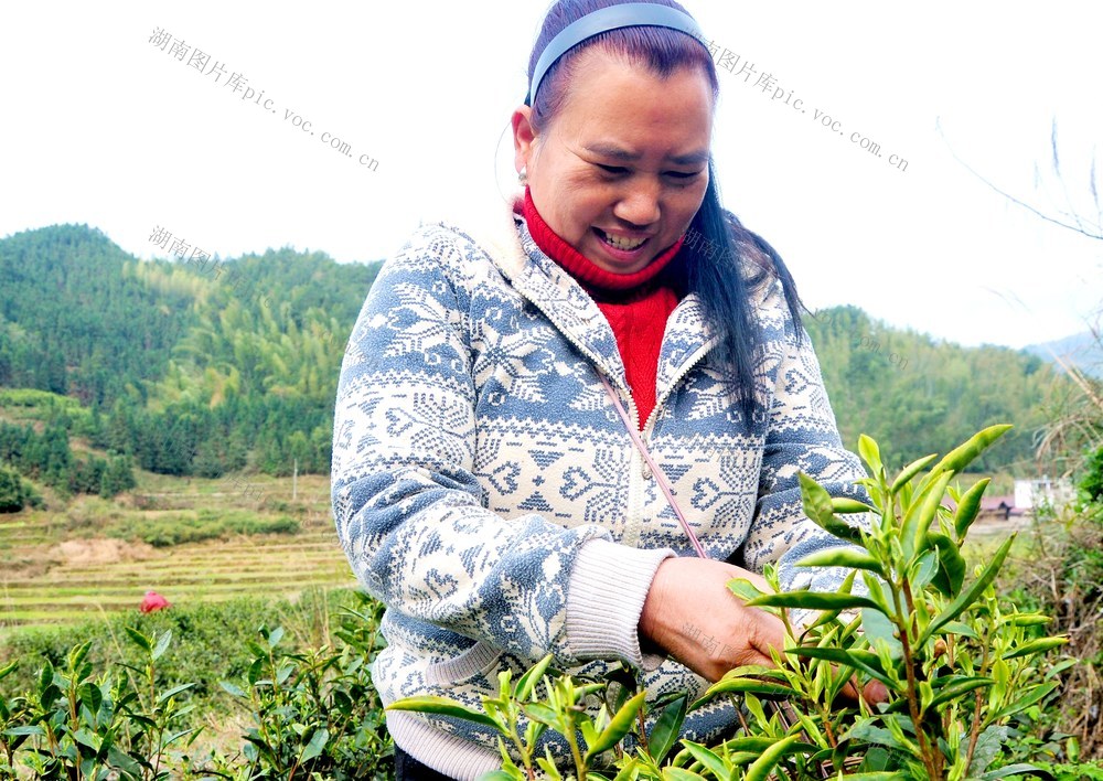 茶园  村民 采摘 致富