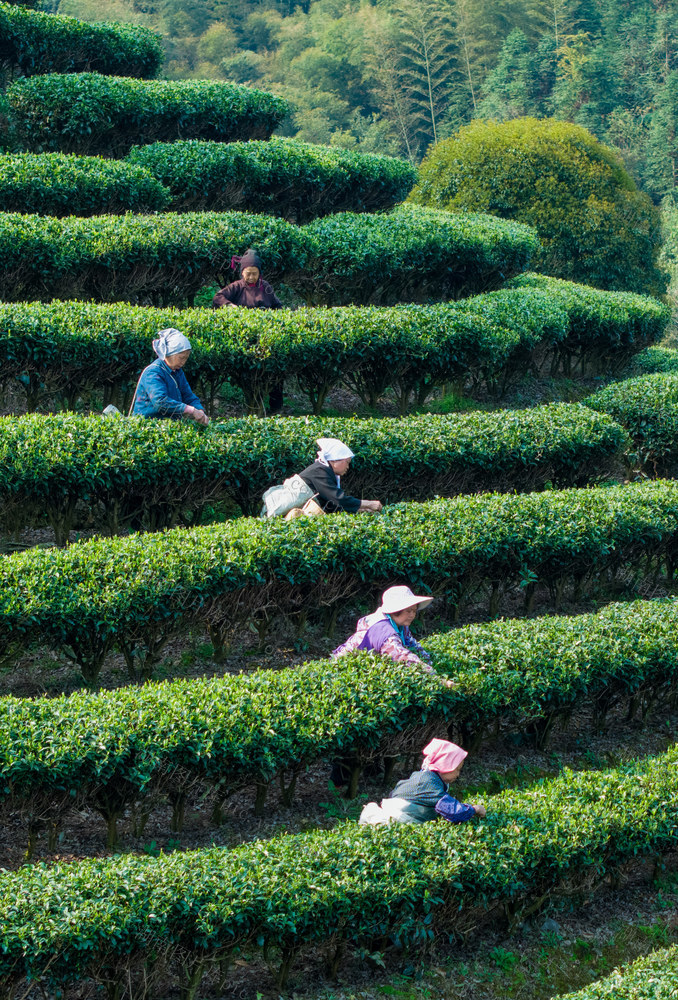 茶园
梯田
采茶女
茶叶
茶文化
山峦
绿色
采摘
劳动
农业
自然风光
清新
早晨
采茶
日出
清晨
茶农
自然
种植
茶山
绿茶
茶园日出
茶山日出
明前茶
九层岭茶山
晨曦
风景
环境