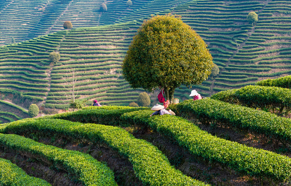 茶园
梯田
采茶女
茶叶
绿色
田园风光
劳动
采摘
农业
茶文化
自然
茶山
茶农
茶叶采摘
绿茶
红茶
明前茶
风景
茶树
农作物
茶
