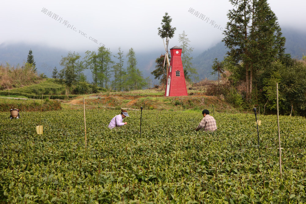 湖南，龙山，春日，采茶，明前茶，鲜叶，新茶，市场