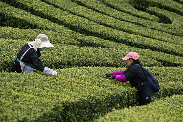 明前茶