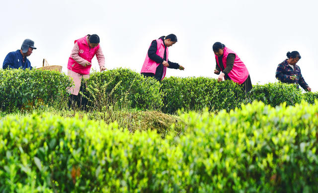 嘉禾：“明前茶”  采摘忙