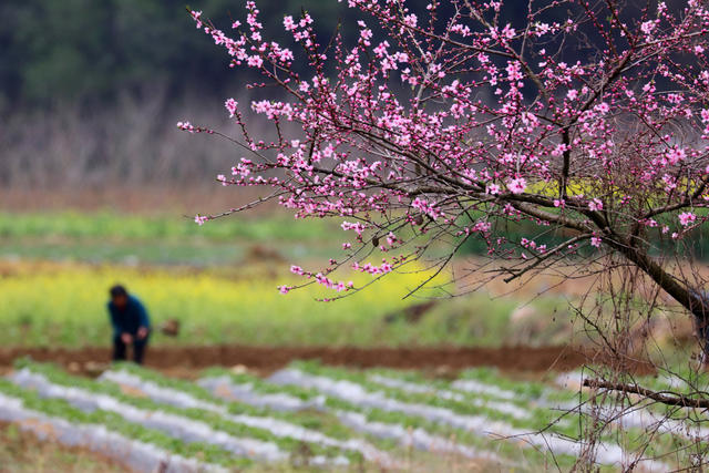 湖南，龙山，春光，劳作，农时，画卷
