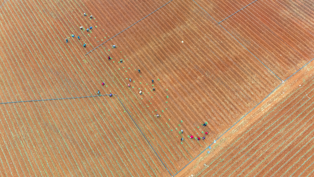 春耕生产 红薯产业 土地轮作 农业增效 农民增收 乡村振兴