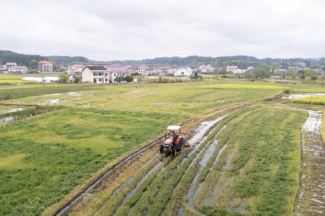 娄底 农事 栽种 稻田 春耕