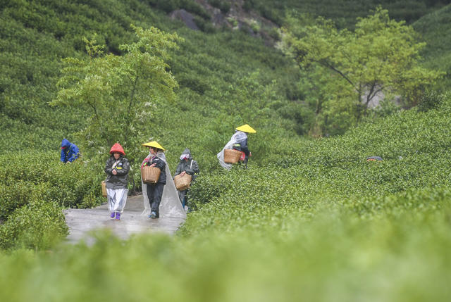 明前茶
江华
