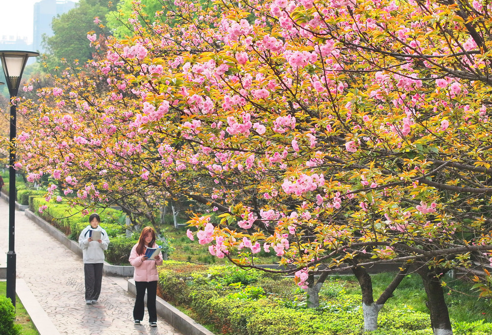 校园 春色 樱花 
