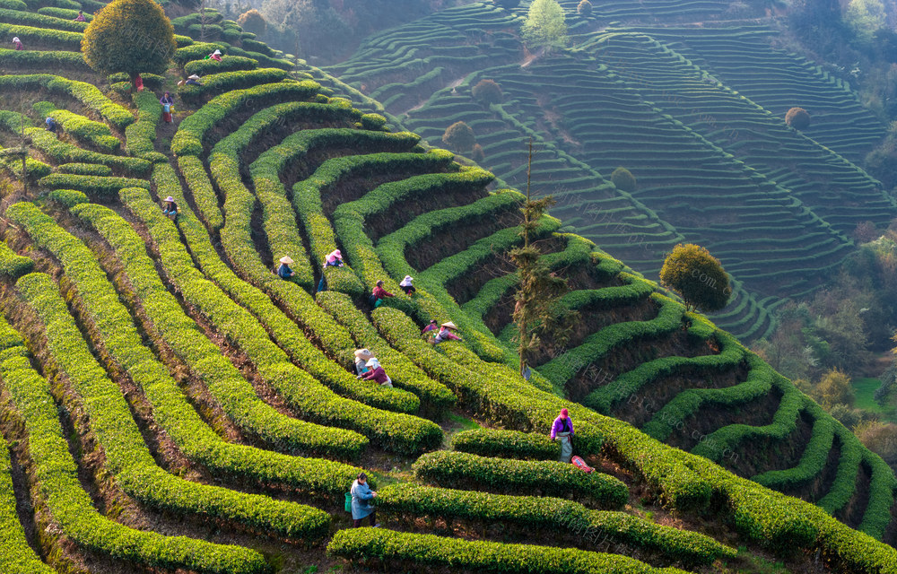  茶园 采茶女 茶叶 绿色 自然风光 劳动 采摘 茶农 传统 农业 茶文化 田园风光 丰收 茶树 绿色产业 生态 茶山 