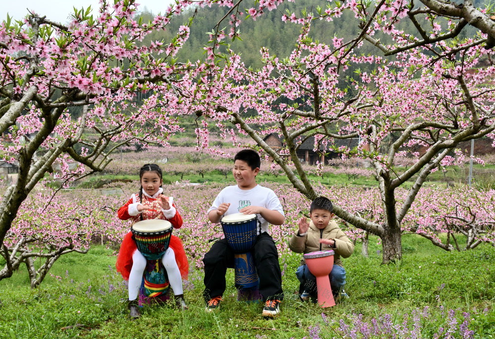 种植囗黄桃口增囗收