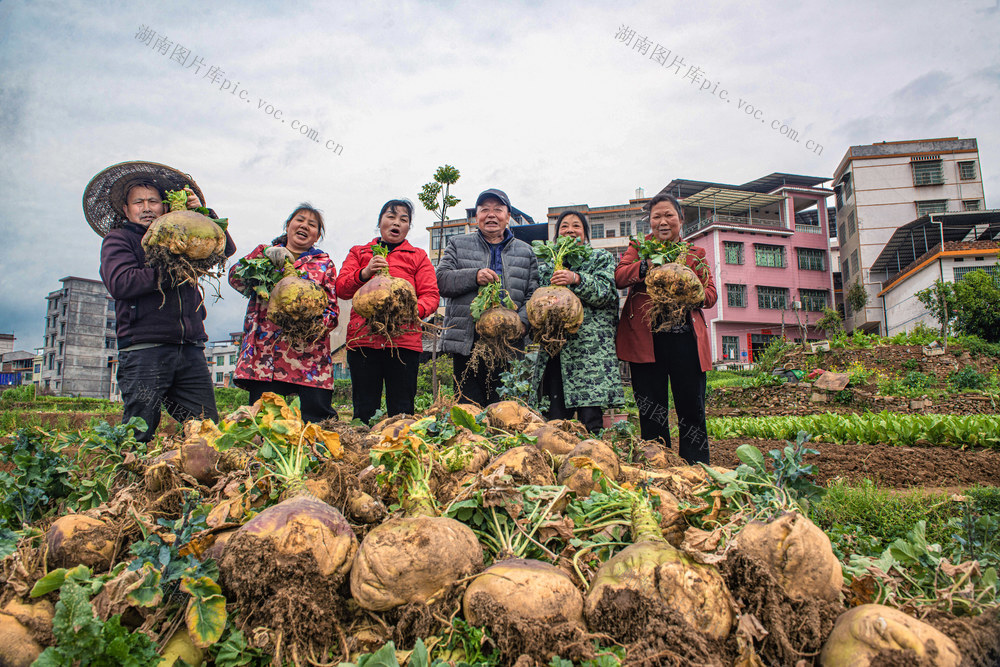 种菜  养猪    科学    能量循环