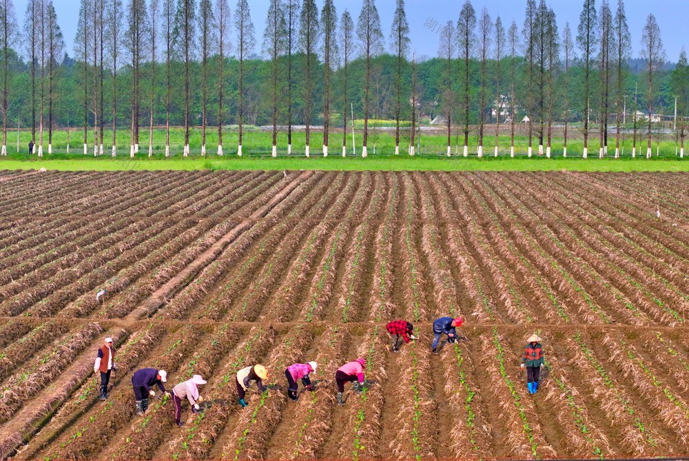 湖南  常宁  农作物  管护