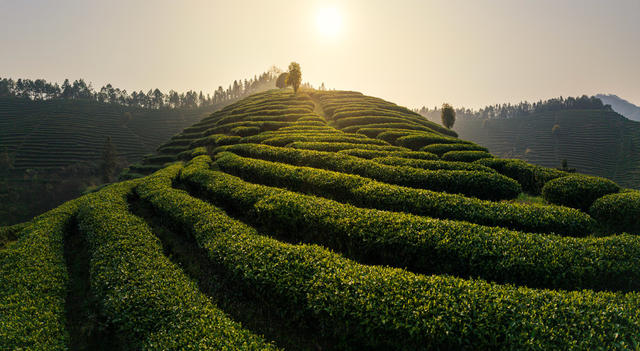  茶园 茶叶 日出 绿色 种植园 茶树 景观 自然风光 农业 清晨 阳光 茶文化 茶山 茶山清晨 茶园清晨 茶园日出 茶山日出 九层岭茶山 绿茶 龙井茶 明前茶 