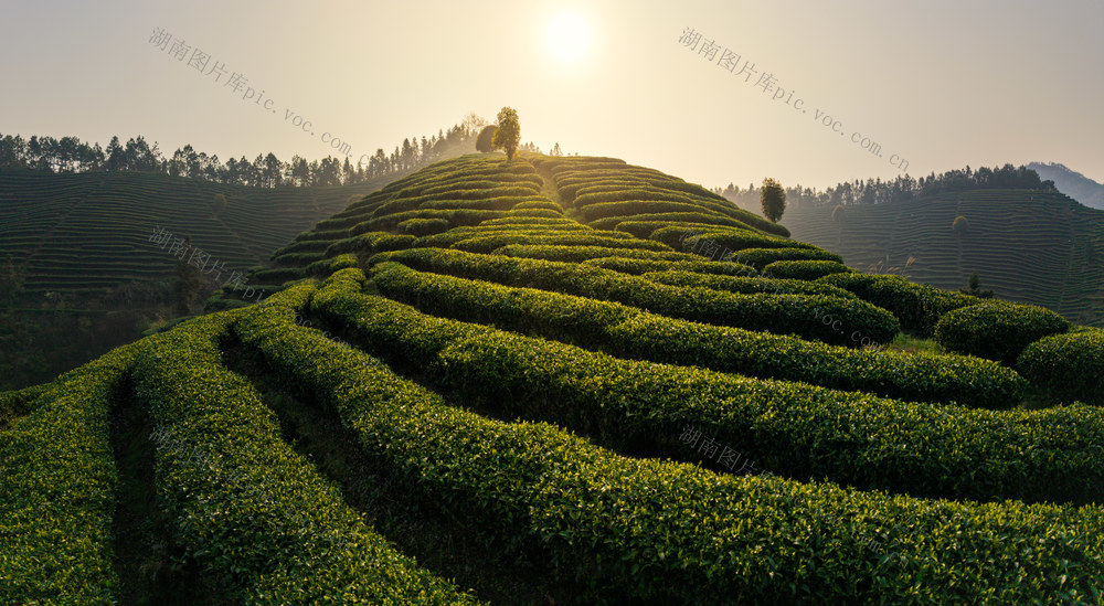  茶园 茶叶 日出 绿色 种植园 茶树 景观 自然风光 农业 清晨 阳光 茶文化 茶山 茶山清晨 茶园清晨 茶园日出 茶山日出 九层岭茶山 绿茶 龙井茶 明前茶 