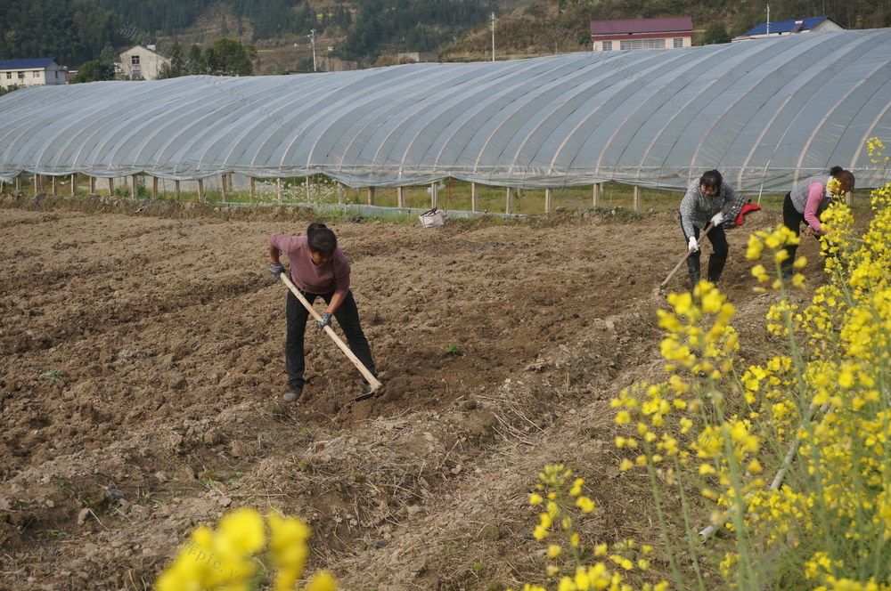 春暖——农事忙