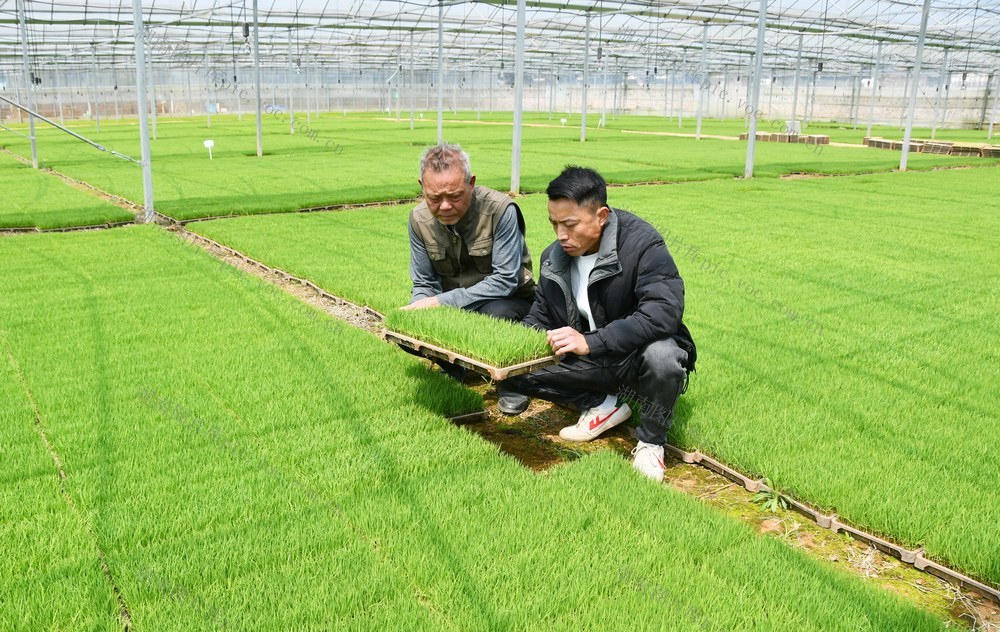  工厂化育秧助力春耕