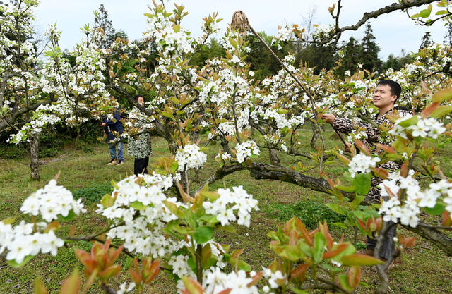 梨花，果园，梨树，授粉，人工，果农，农民，果树，丰产增收，品质，花  园艺场