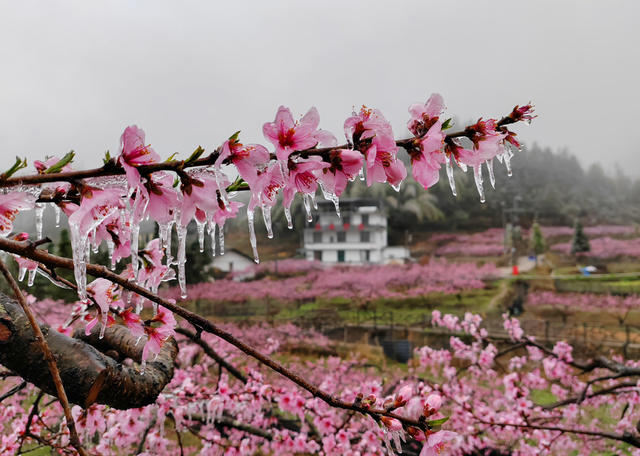湖南桂东 青竹村 梦幻画卷 童话世界 冰挂 雾凇 民宿