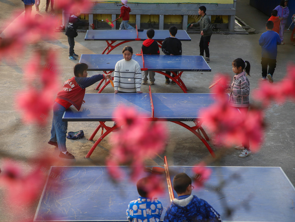 桃花 乒乓球 运动 体育运动 体育 教育 美丽校园