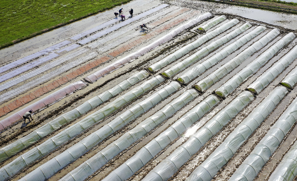 春耕备耕 早稻育苗 农事繁忙 农业产业 丰产丰收