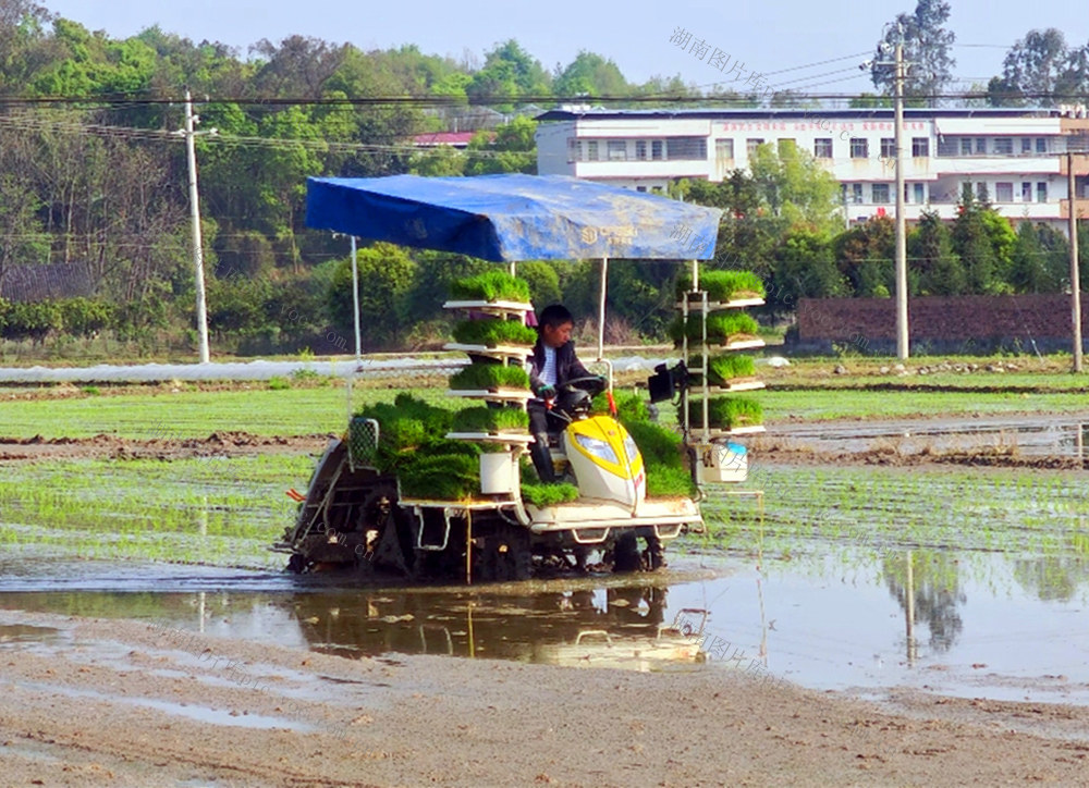 春插秧 掀高潮