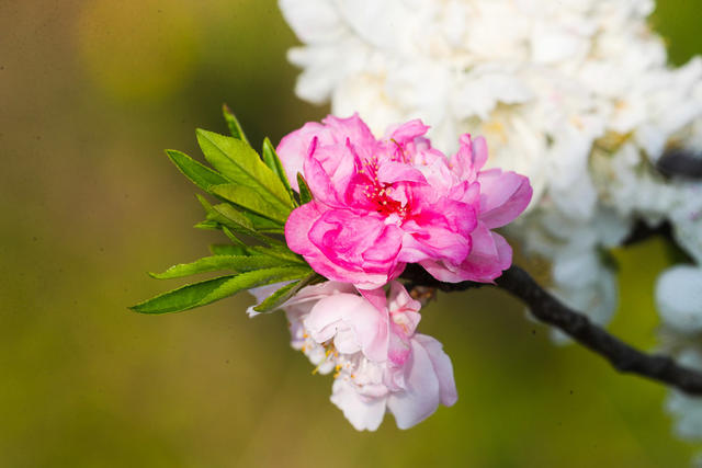 双色桃花  碧桃  春色