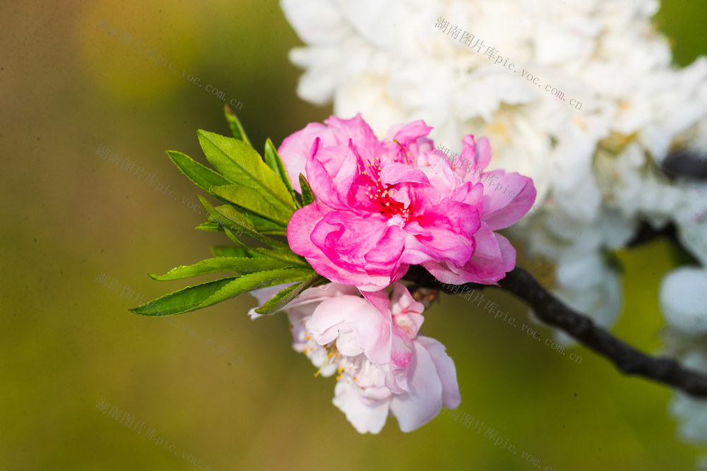 双色桃花  碧桃  春色