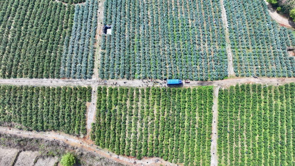 丰收 采摘 沃柑 乡村振兴 