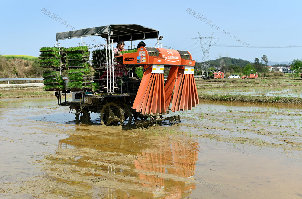 水稻，插秧，农机，作业，水田，机械化，早稻，粮食，农业，种粮