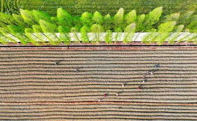 湖南  常宁  三角塘  春耕备耕