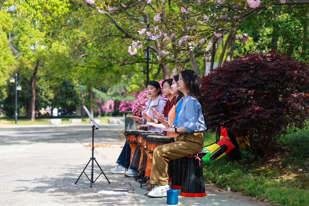 春日 樱花 踏青赏花
