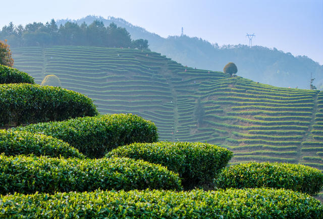 茶园 绿色 茶树 山坡 自然风光 种植园 农业 茶叶 茶文化 远山 生态茶园 生态茶山 绿茶 龙井茶 自然 风景 植物
