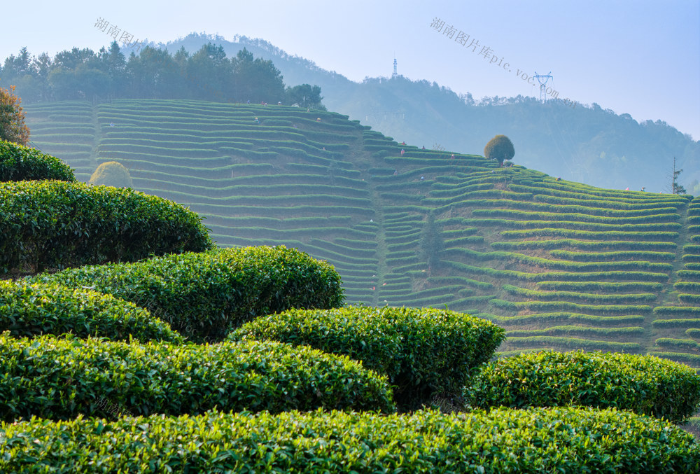 茶园 绿色 茶树 山坡 自然风光 种植园 农业 茶叶 茶文化 远山 生态茶园 生态茶山 绿茶 龙井茶 自然 风景 植物