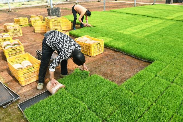 清明时节  农事忙