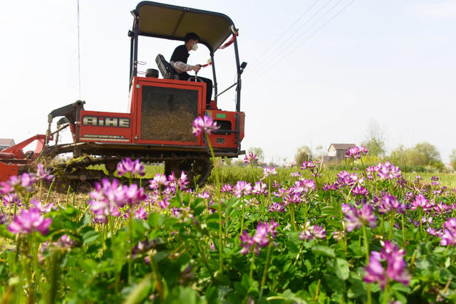 清明节气  农事活动  早稻生产  绿肥翻耕  基肥