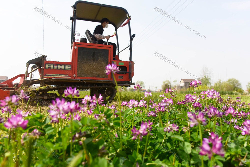 清明节气  农事活动  早稻生产  绿肥翻耕  基肥