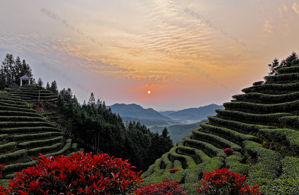 湖南桂东 醉美 茶山 画