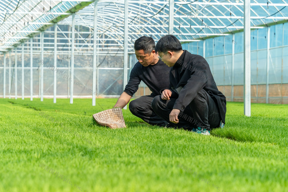 农业 早稻生产 春耕生产 粮食