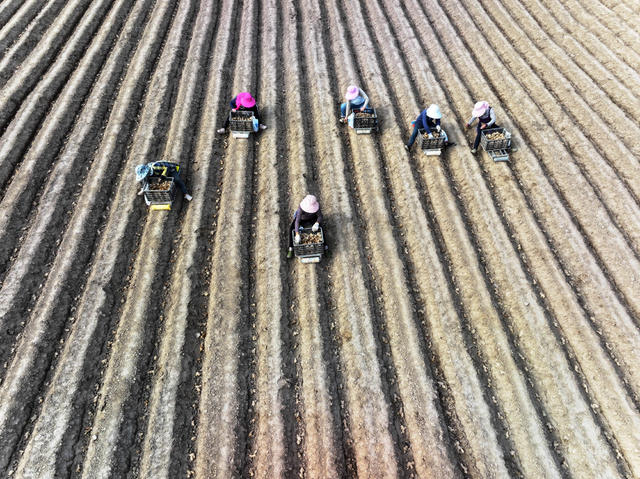 明节  农事活动  生姜播种